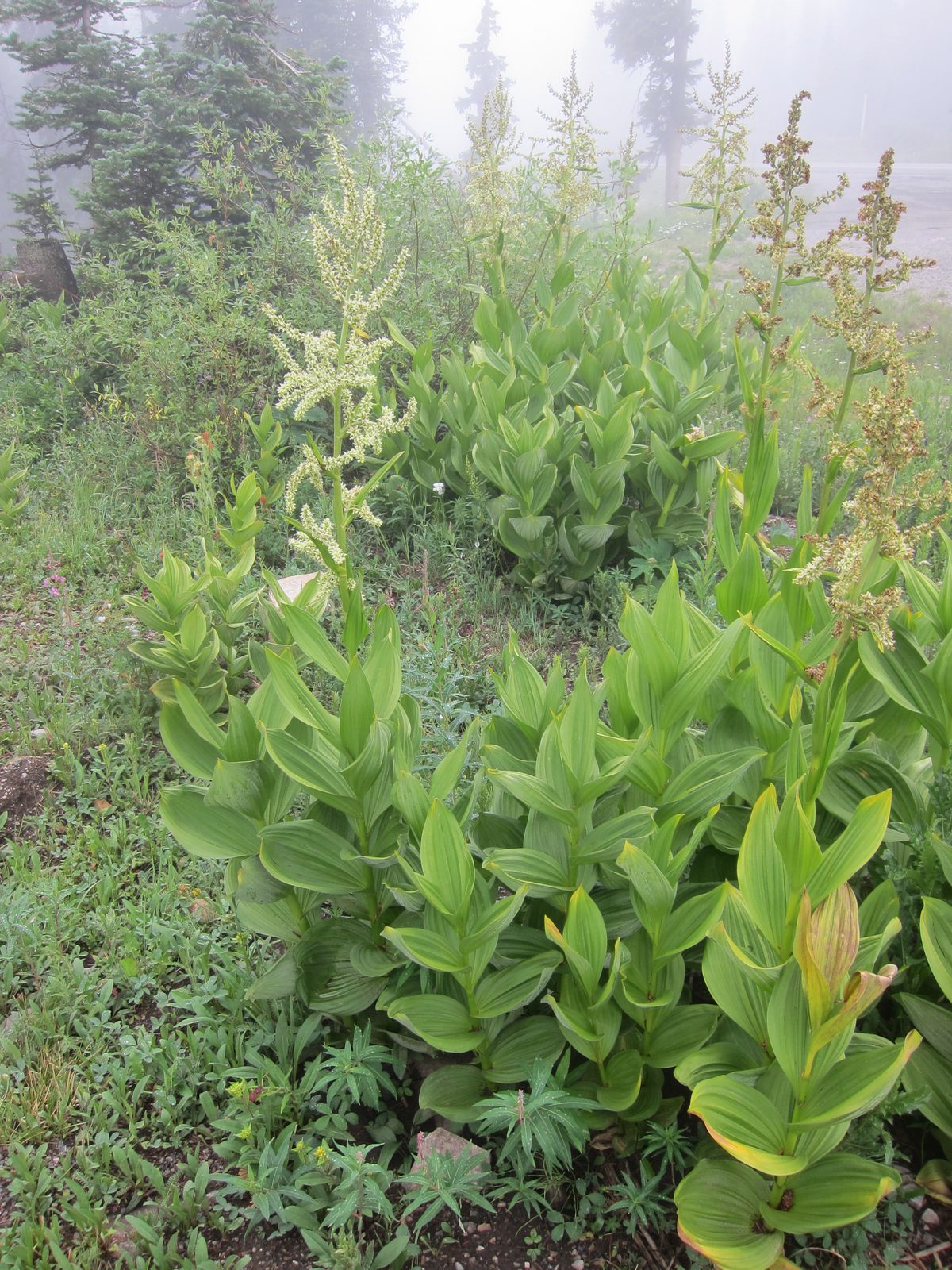 Did discover that this is known as False Hellebore - one of the more poisonous wild flowers.